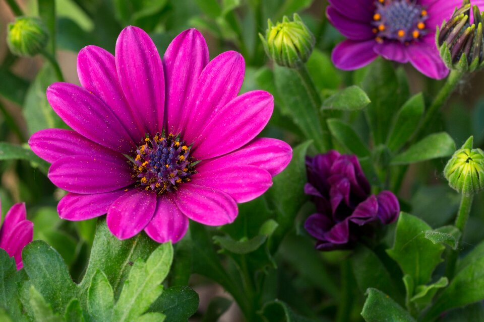 Spring purple flowers sunlight