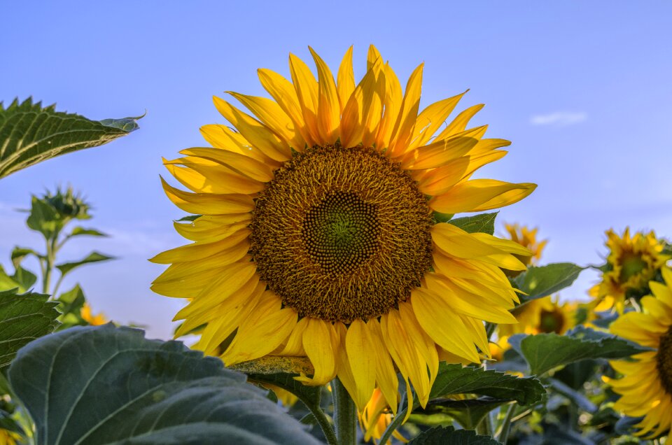 Yellow flower plants sunflower yellow