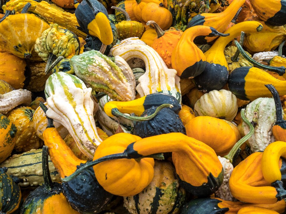 Halloween autumn decoration vegetables
