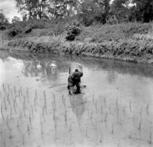 Rijstaanplant in het Commewijnegebied in Suriname, Bestanddeelnr 252-6500