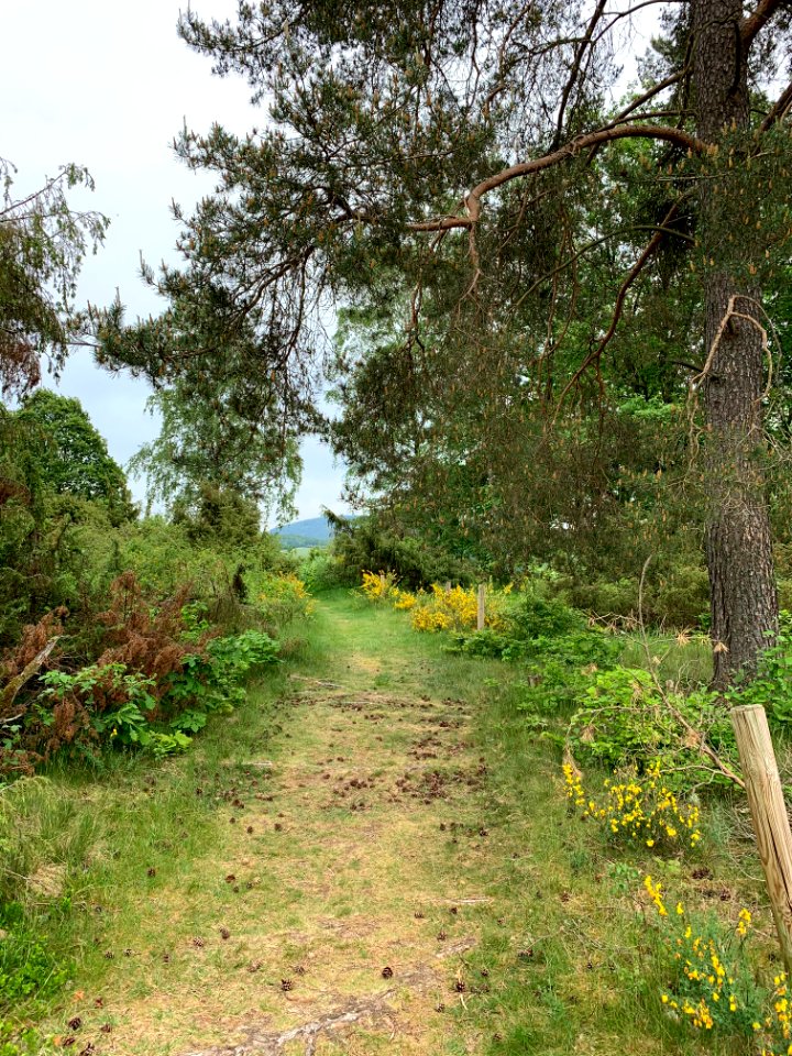 Riedelbacher Heide (4)