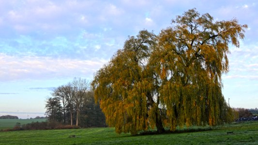 Salix alba 'Tristis' im Herbst