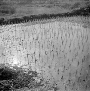 Rijstaanplant in het Commewijnegebied in Suriname, Bestanddeelnr 252-6497