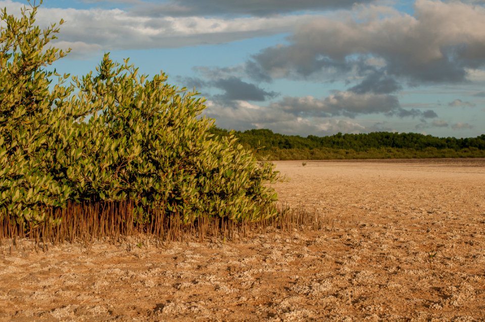 Saline in La Restinga Lagoon, Margarita island 2