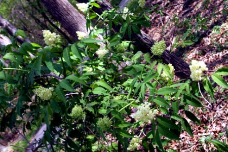 Sambucus pubens habit