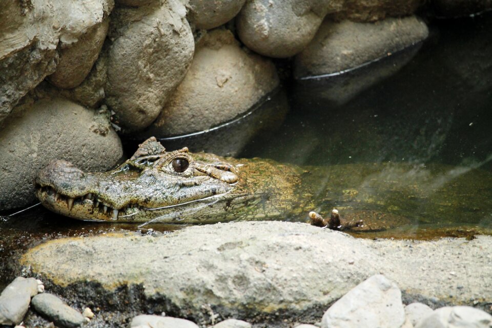 Lizard crocodile water animal