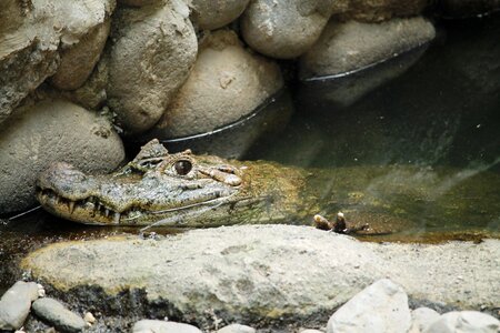 Lizard crocodile water animal photo