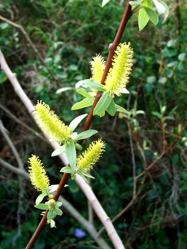 Salix mucronata hirsuta willow tree