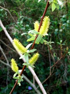 Salix mucronata hirsuta willow tree