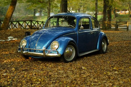 Leaves autumn classic