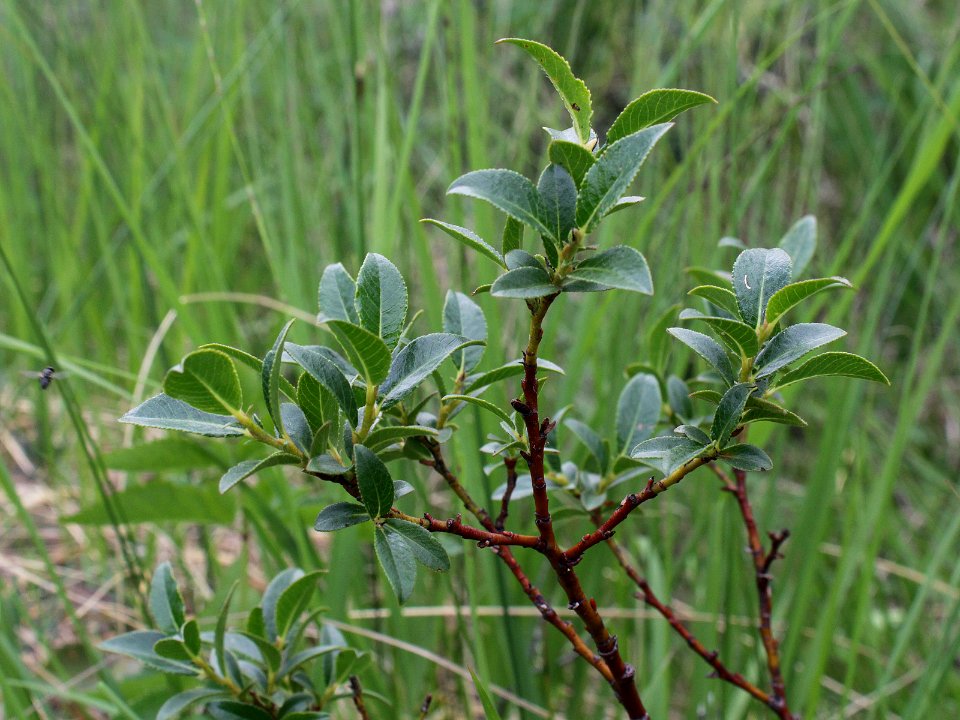 Salix myrsinites Kiiminki, Finland 25.06.2013