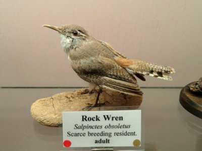 Salpinctes obsoletus - Pacific Grove Museum of Natural History - DSC06753