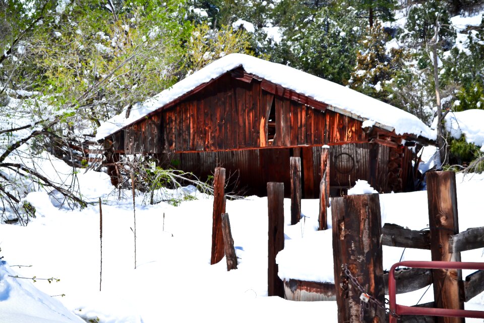 Cold white nature