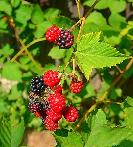 Fruit cobweb berries
