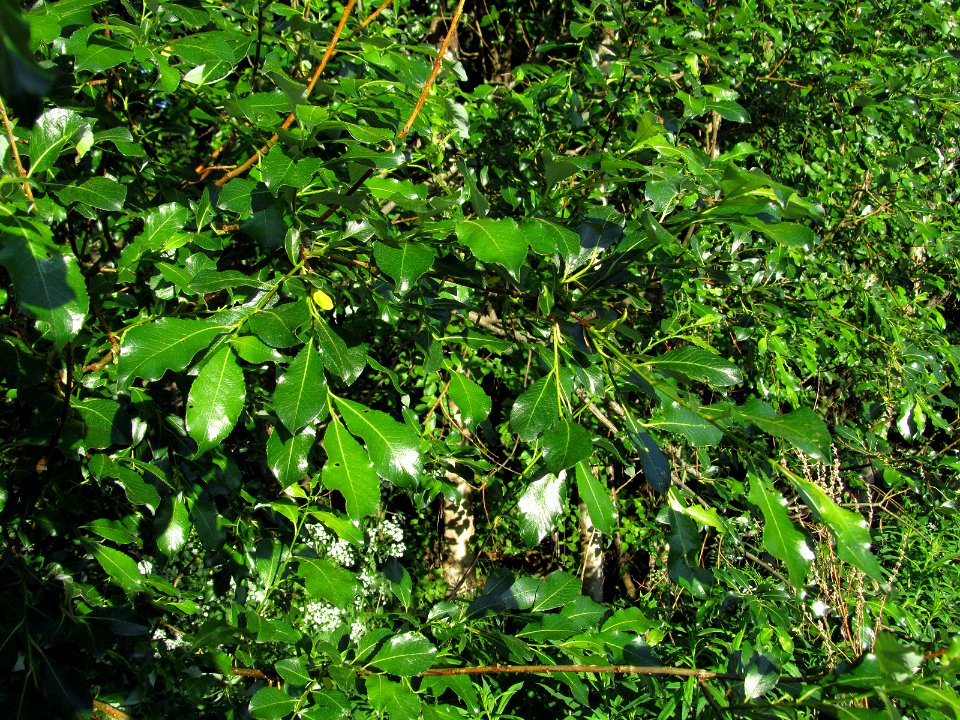Salix phylicifolia Oulu, Finland 08.06.2013