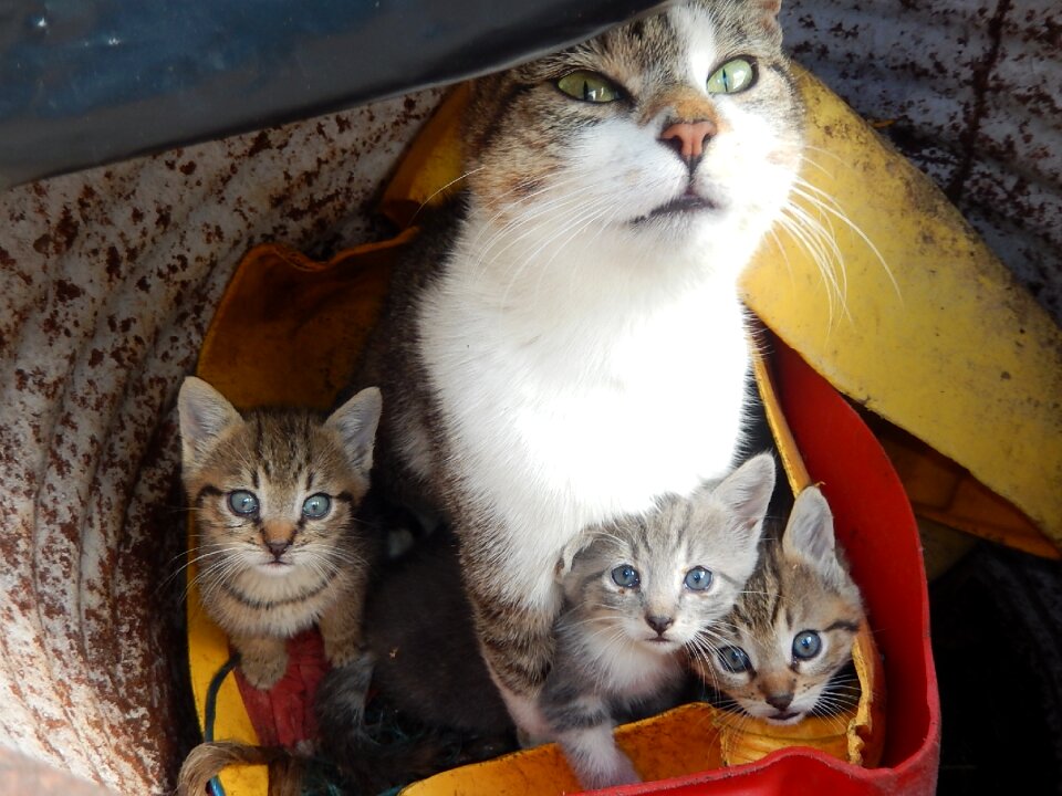Animals pets homeless