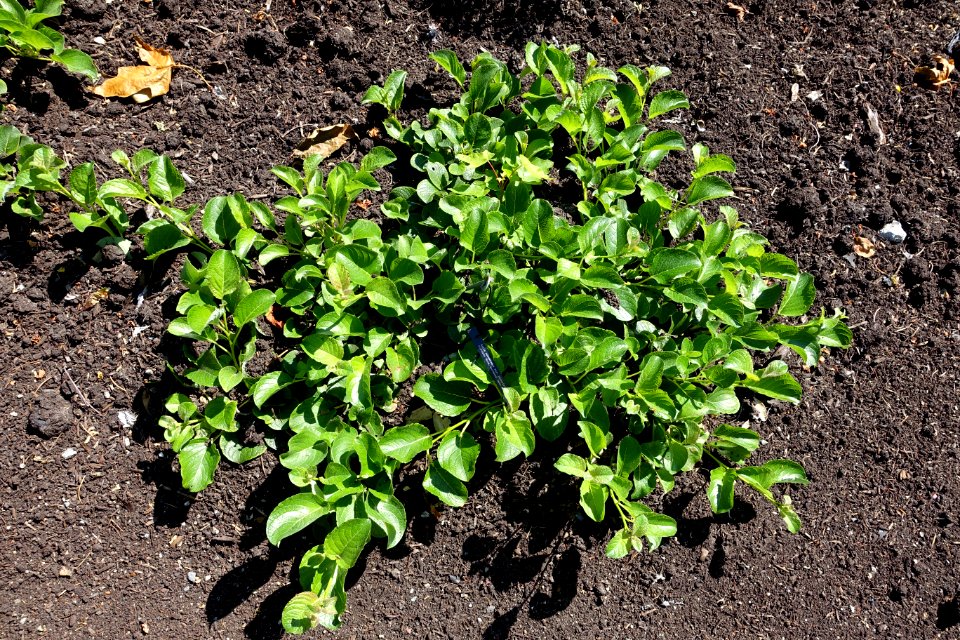Salix nakamurana - VanDusen Botanical Garden - Vancouver, BC - DSC06819