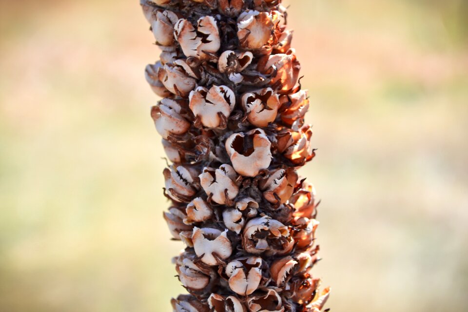 Plant colorado nature