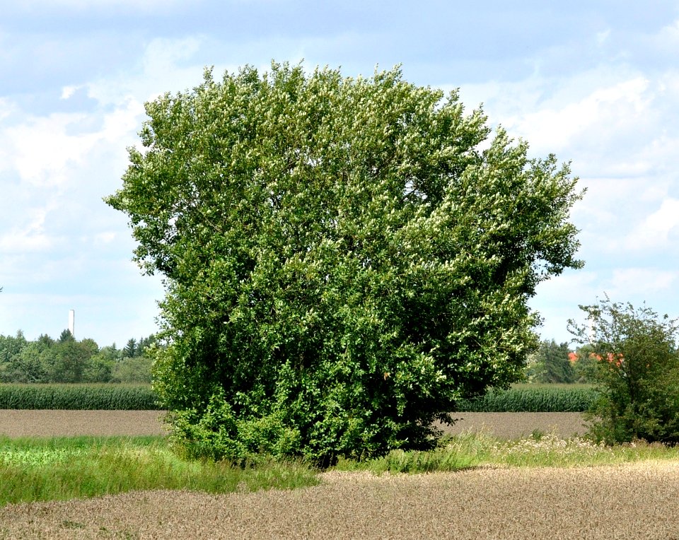 Salix-caprea-01-fws