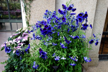 Salpiglossis sinuata 'Kew Blue' - Longwood Gardens - DSC01082 photo