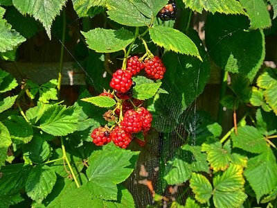 Blackberry fruit berries photo