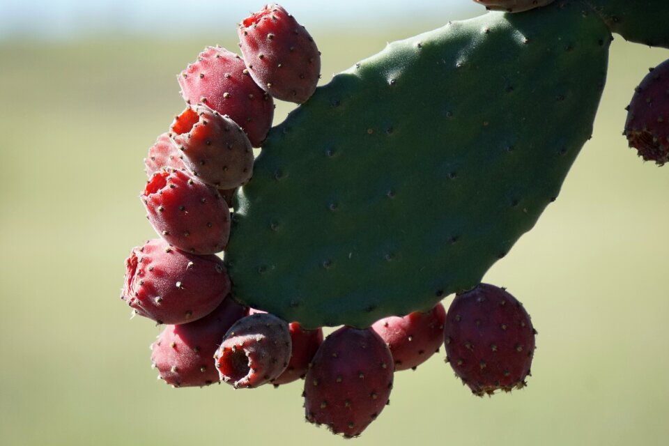 Opuntia tomentosa cactus fruit
