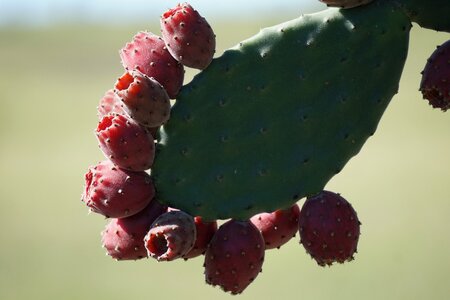 Opuntia tomentosa cactus fruit