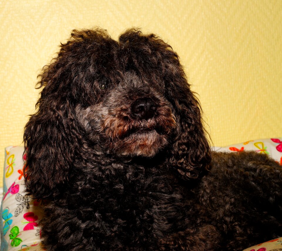 Black curly fur pose