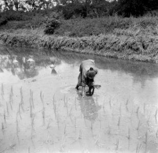 Rijstaanplant in het Commewijnegebied in Suriname, Bestanddeelnr 252-6498
