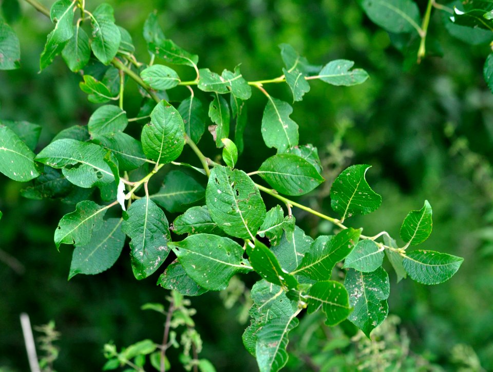 Salix-caprea-02-fws