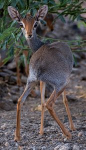 Salts Dikdik