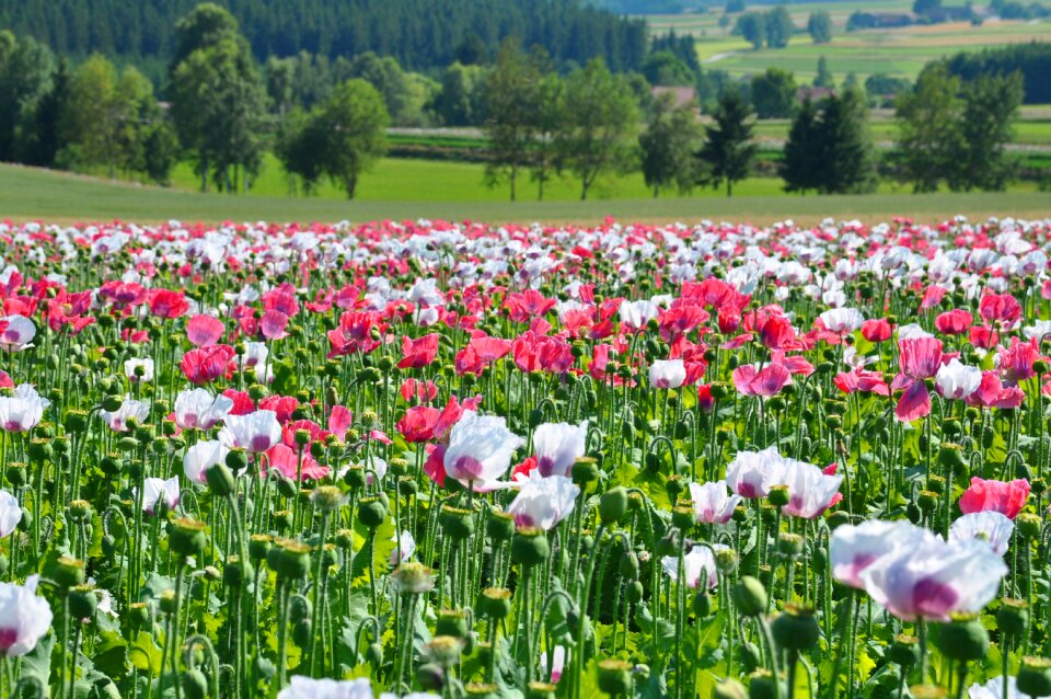 Poppy thriving mohnfeld nature