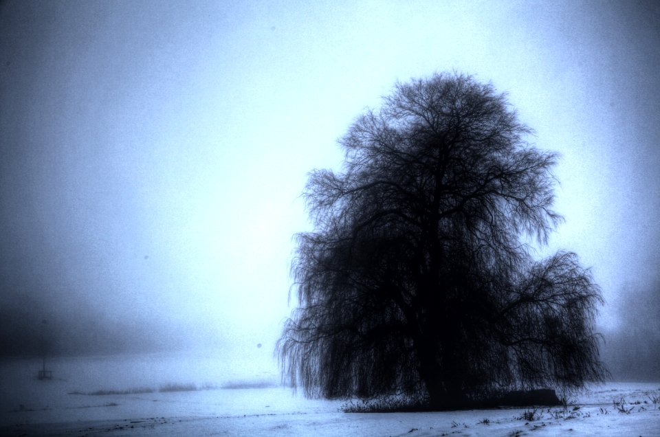 Salix babylonica - Trauerweide