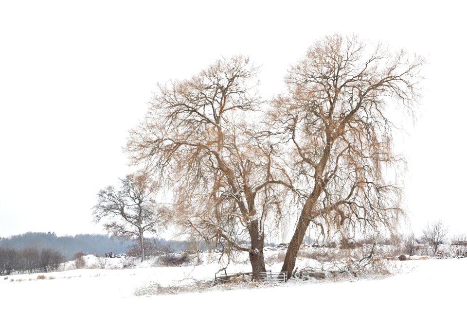 Salix alba 'Tristis' im Winter