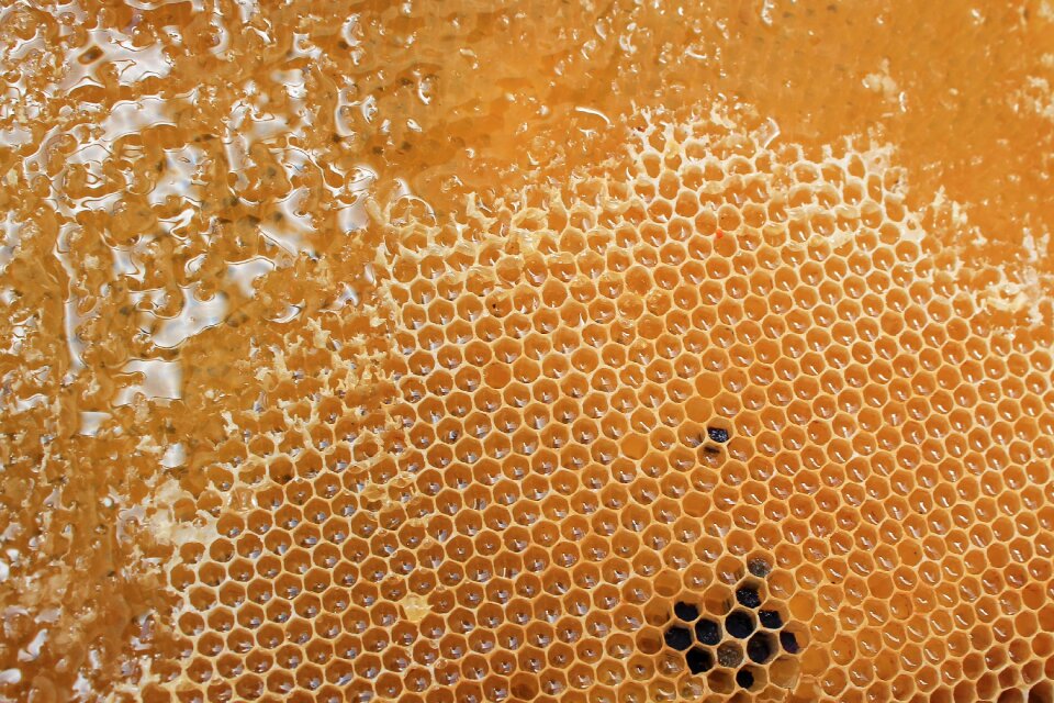 Delicious sweet beehive