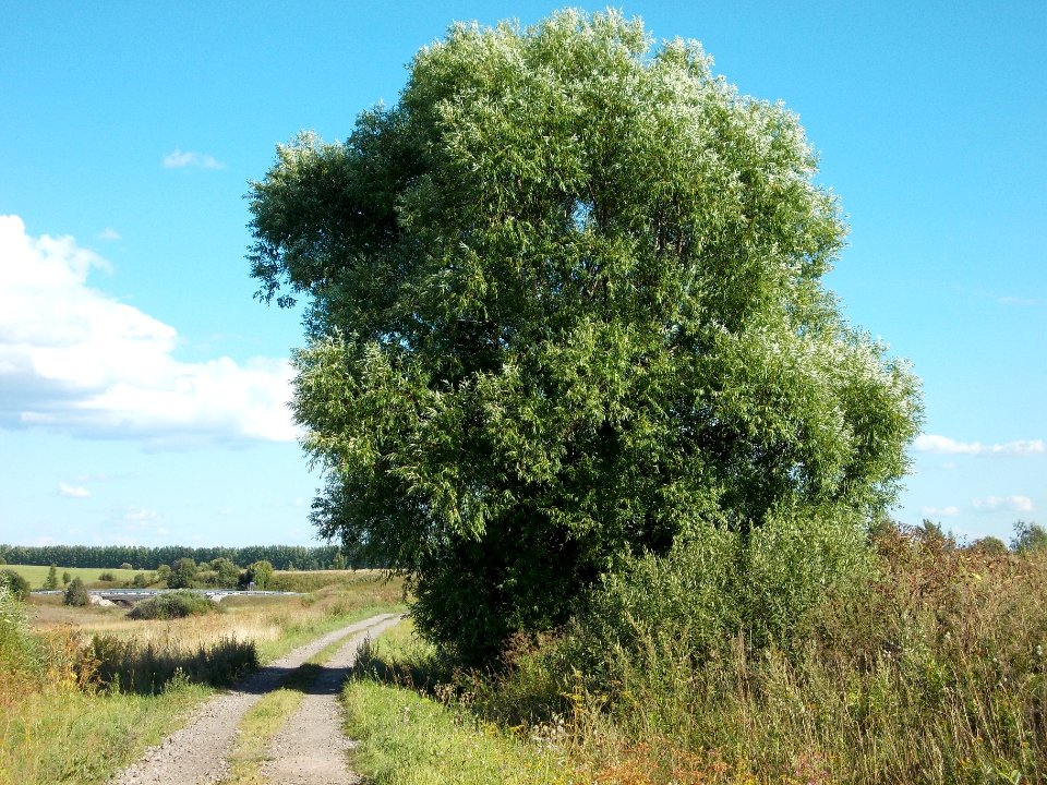 Salix 001