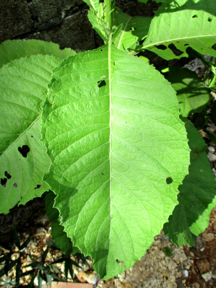 Sambong (Blumea balsamifera) leaf