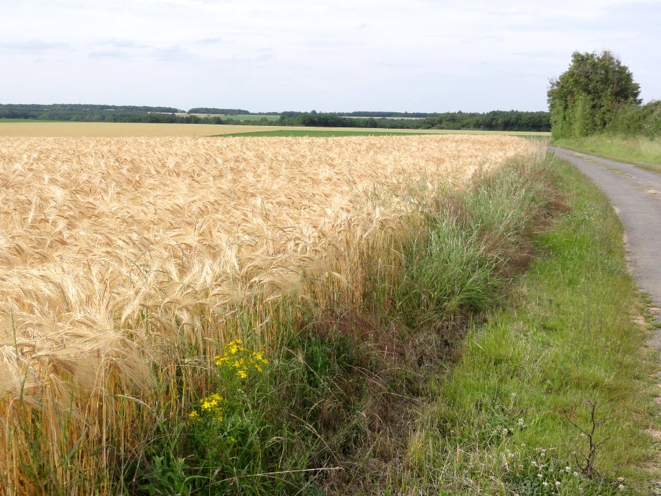 Salles-de-Aulnay paysage