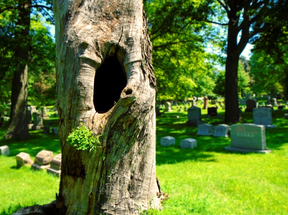 Cemetery burial ground bark