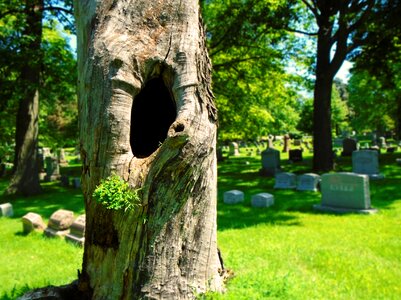 Cemetery burial ground bark