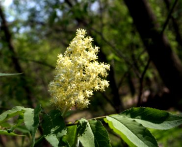 Sambucus racemosa flowers