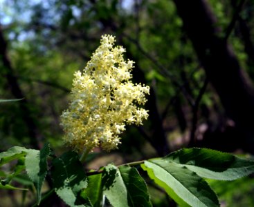 Sambucus pubens