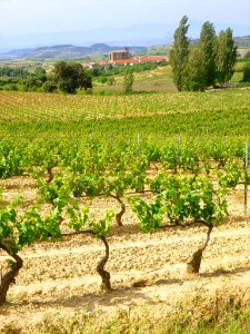 Samaniego - Viñedos 05