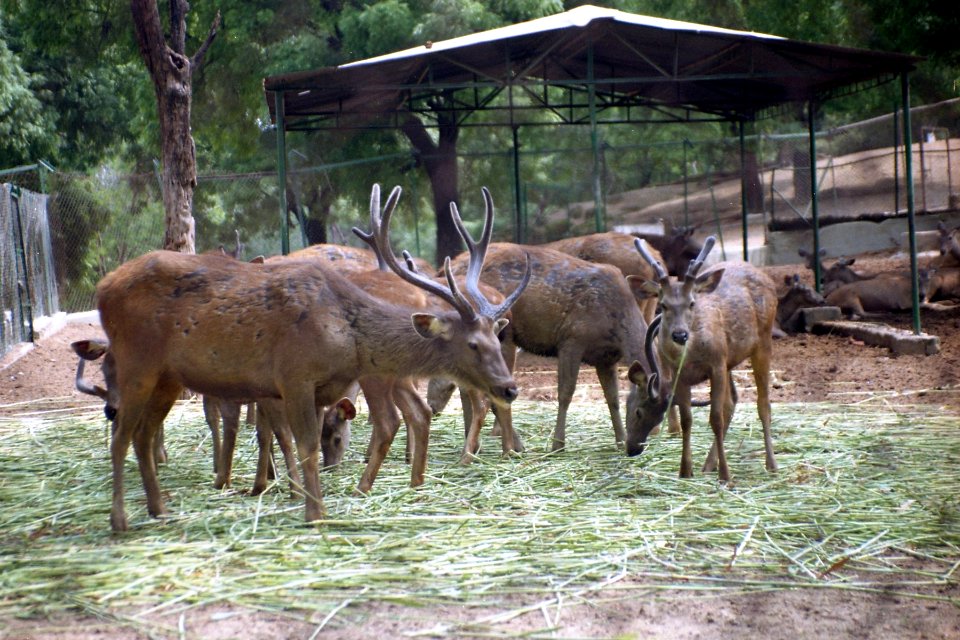 Sambar Deer at Indroda Dinosaur Park