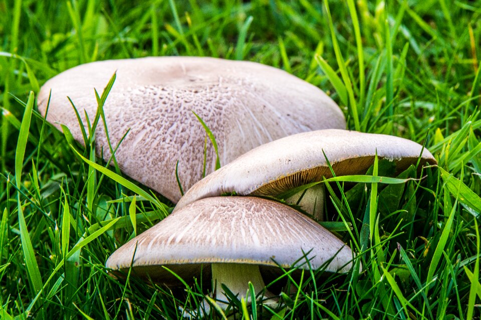 Mushrooms forest nature