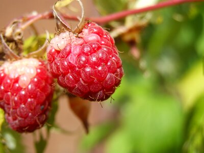 Natural picking garden