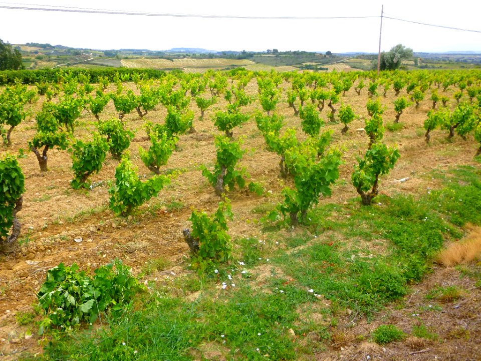Samaniego - Viñedos 10