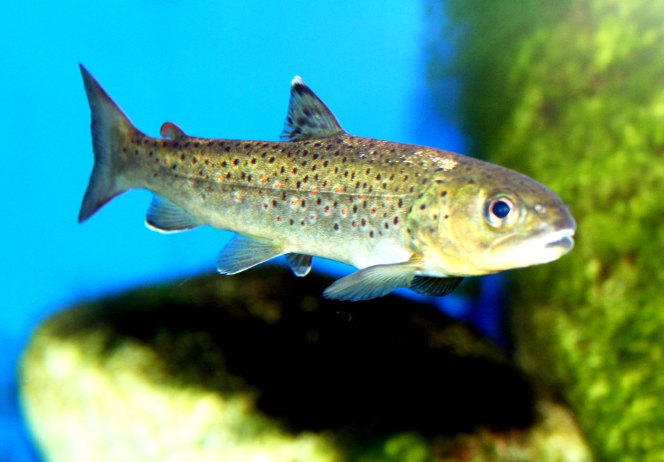 Salmo trutta Prague Vltava 3