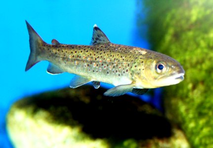 Salmo trutta Prague Vltava 3