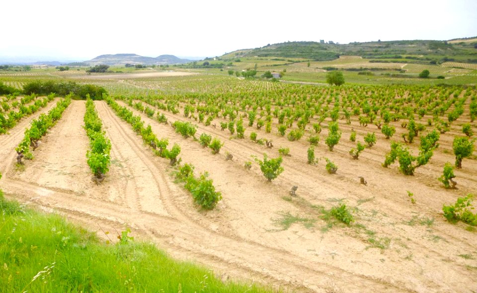 Samaniego - Viñedos 11
